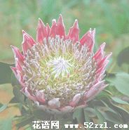 海曙帝王花（菩提花）的花语