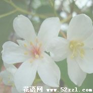 海曙油桐花的花语