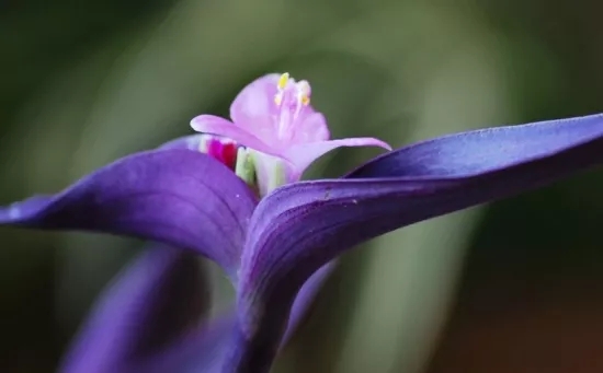 海曙兰花花语、玉兰花花语是什么？适合送什么人？