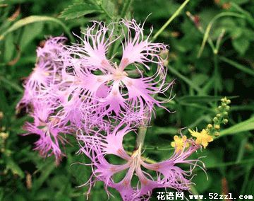 海曙瞿麦的花语