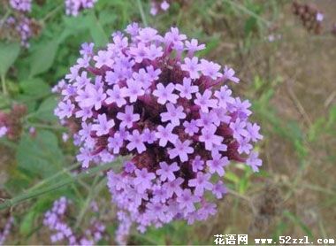 海曙百里香（麝香草）的花语