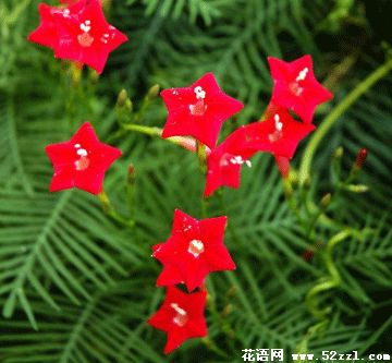 海曙五星花（茑萝花）的花语