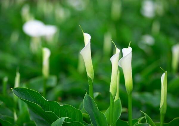 海曙海芋花的花语是什么