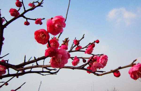 海曙粉色梅花花语是什么，坚强高雅独立和忠贞