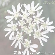 海曙蕾丝花的花语