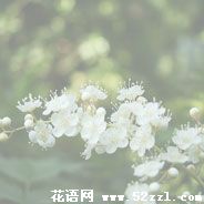 海曙珍珠梅的花语