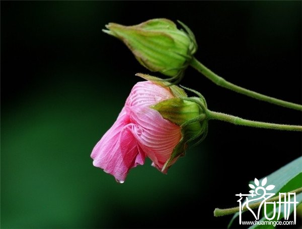 海曙芙蓉花花语是什么，贞操/纯洁/纤细之美