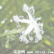 海曙变色瓜的花语