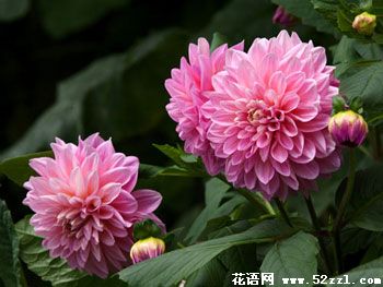 海曙大丽花的花语是什么