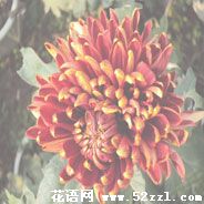 海曙菊花花语—各种菊花的花语大全