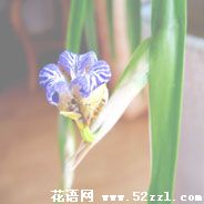 海曙孔雀兰的花语