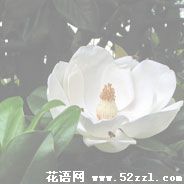 海曙广玉兰（荷花玉兰）的花语