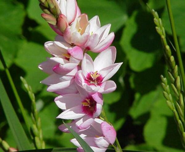 海曙玉米百合花的花语 勇敢和执着的爱