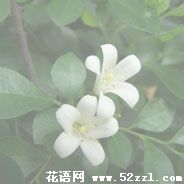 海曙九里香的花语