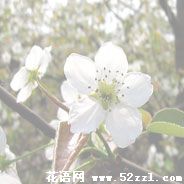 海曙梨花的花语