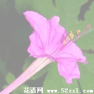 海曙胭脂花的花语