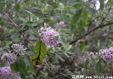 海曙密蒙花的花语