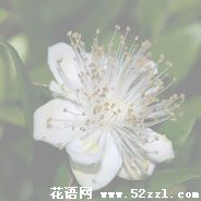 海曙香不桃的花语