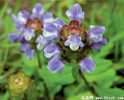 海曙夏枯草的花语