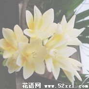 海曙香雪兰（小苍兰）的花语