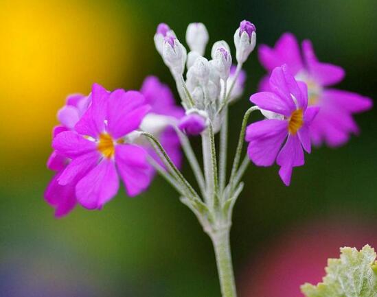 海曙樱花草花语及传说故事