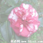 海曙红色茶梅的花语