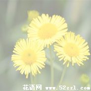 海曙六月菊的花语