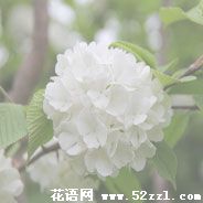 海曙琼花（蝴蝶花）的花语