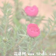 海曙半枝莲（韩信草）的花语