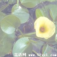 海曙萍逢草的花语