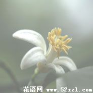 海曙柠檬花的花语