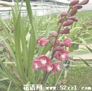 海曙大花蕙兰的花语