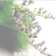 海曙有关情人草的花语