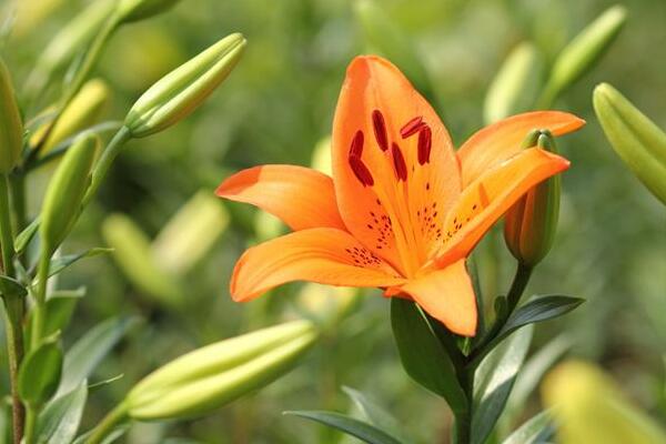 海曙百合花花语是什么，代表着美好的家庭和伟大的爱