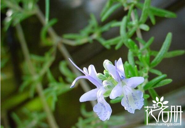 海曙迷迭香的花语是什么 留住美好的回忆