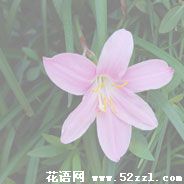 海曙韭菜兰的花语