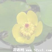 海曙萍蓬草的花语