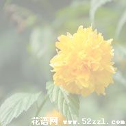 海曙棣棠花的花语