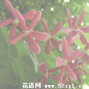 海曙使君子（留球子）的花语