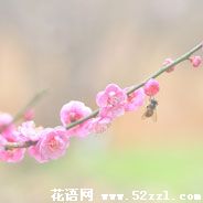 海曙梅花的花语