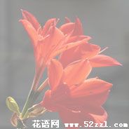 海曙火花兰的花语