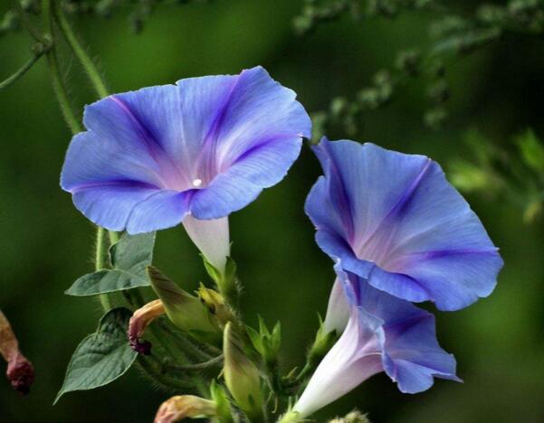 海曙牵牛花花语