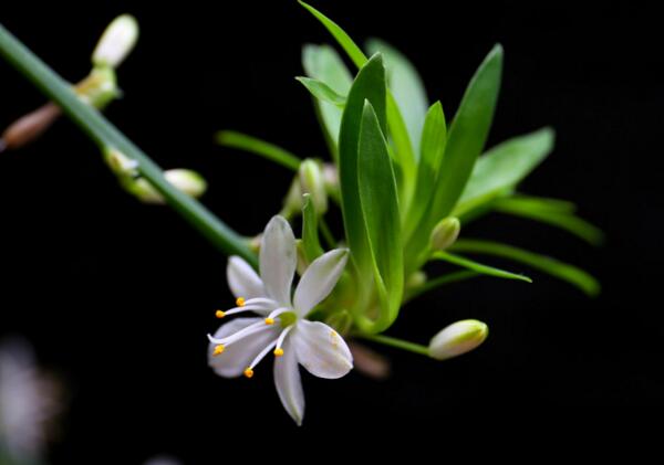 海曙吊兰的花语是什么,无奈又给人希望