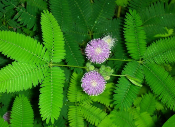 海曙含羞草花语与传说故事