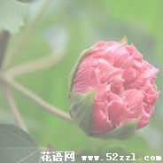 海曙芙蓉花的花语