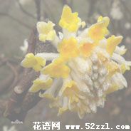 海曙打结花（黄瑞香）的花语