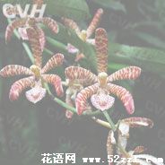 海曙花蜘蛛兰的花语