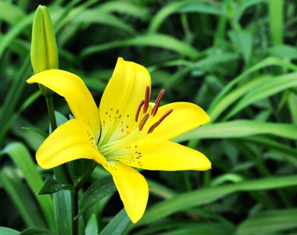 海曙黄百合的花语是什么意思 财富与高贵