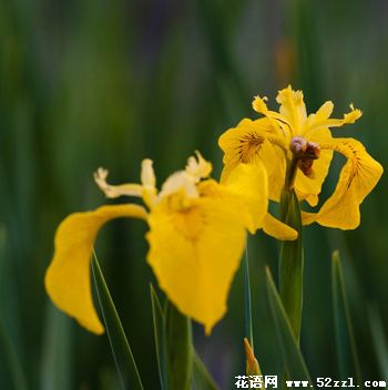 海曙小鸢尾花（明黄色）的花语