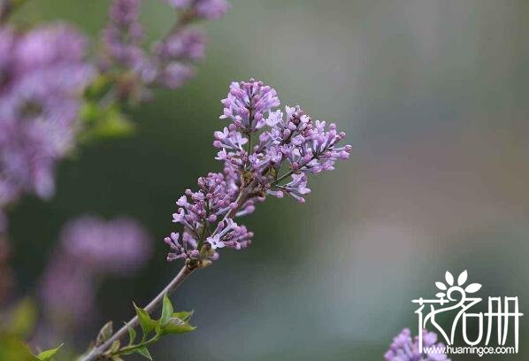 海曙丁香花的花语是什么 纯洁的初恋